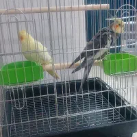 جفت عروس هلندی
