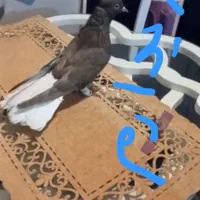 کبوتر|پرنده|بستان آباد, |دیوار