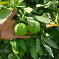 باغ ۵۰۰ متری