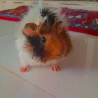 خوکچه هلندی|موش و خرگوش|تبریز, |دیوار