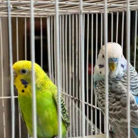 مرغ عشق سالم و جوان|پرنده|مشهد, شفا|دیوار