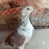 پشت سوسکی پولکی