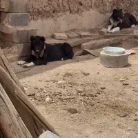 جفت توله یک ساله