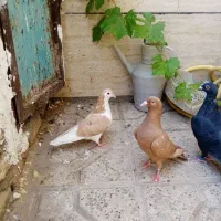 ساده زرد