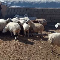 فروش میش آبیستن