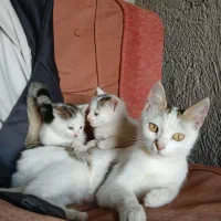 واگذاری گربه همراه با بچه هاش