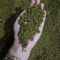 ماش|خدمات باغبانی و درختکاری|دورود, |دیوار