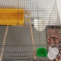 قفس پرنده وعروس هلندی|لوازم جانبی حیوانات|کرمان, |دیوار