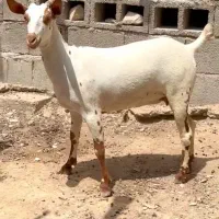 فروش صلال|حیوانات مزرعه|لاهیجان, شهید آوینی|دیوار