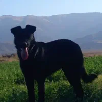 واگذاری سگ میکس ژرمن دوبرمن نگهبان|سگ|مرند, |دیوار