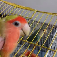 دو عدد برزیلی مولد