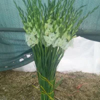 پیاز مریم|گل و گیاه طبیعی|شیراز, سفیرشمالی|دیوار