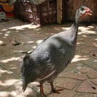 مرغ شاخدار