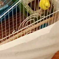 پرند|پرنده|ملایر, |دیوار