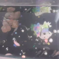 ماهی های گوپی