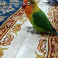 طوطی برزیلی کوتوله سخنگو