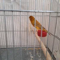 قناری .جفت فنچ نرگسی|پرنده|شیراز, تندگویان|دیوار