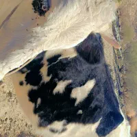 یک راس گستر هلشتاین