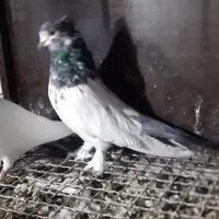 کبوتر|پرنده|رزن, |دیوار