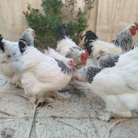 مرغ و خروس برهما اصل