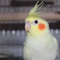 عروس هلندی دو ماهه احتمالا ماده