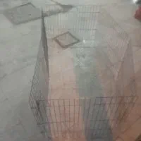 قفس یا پارک حیوانات