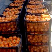 بذر f1 گوجه فرنگی رقم بازاری و صادراتی، مشابه ۸۳۲۰|خدمات باغبانی و درختکاری|کرمانشاه, |دیوار