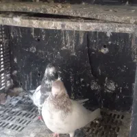 نرو ماده دهن جور|پرنده|شاهرود, |دیوار