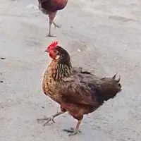 مرغ محلی عربی..کوت عبدالله