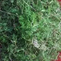 گشنیزکوهی|گل و گیاه طبیعی|خسروشاه, |دیوار