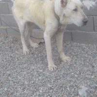 ماده ۳ساله سرابی