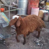 بره یا توغلی بسیار جوان ماده