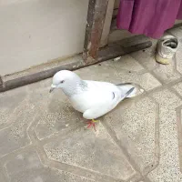 ابلغ دم سفید ابی نر