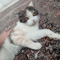 گربه،واگذاری