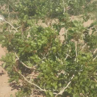 زمین پسته هرات مروست|فروش دفتر صنعتی، کشاورزی، تجاری|خاتم, |دیوار