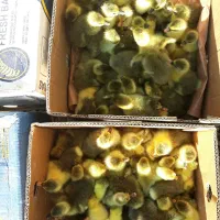 جوجه غاز محلی