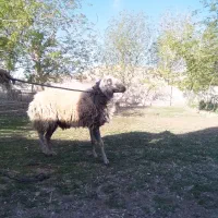 گوسفند زنده