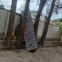 خرید و قطع  درخت و چوب مرکبات و صنوبر و باغی|خدمات باغبانی و درختکاری|نوشهر, |دیوار