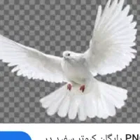 نرسفید کاکلی