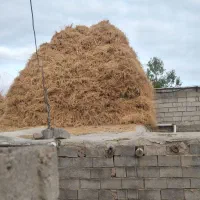فروش یونجه