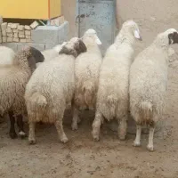 بره|حیوانات مزرعه|اسلام‌‌آباد غرب, |دیوار