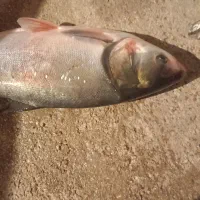 انواع ماهی|ماهی|سرپل ذهاب, |دیوار