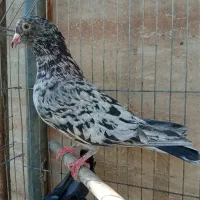 جفت سار هفترنگ کاکلی