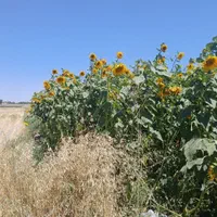 ۷۰ قصب زمین کشاورزی/ حسن آباد سند تک برگ