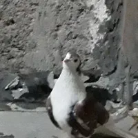 کفترسرخ کاکولی دوم دارنربه شرط وجوجه پلاکی نر|پرنده|خمینیشهر, |دیوار