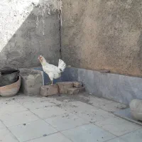 مرغ گلین|حیوانات مزرعه|فردوس (خراسان), |دیوار