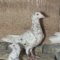 کبوتر نرو ماده سرور