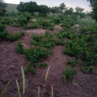 باغ انگور