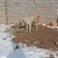 سگ سرابی|سگ|میانه, |دیوار