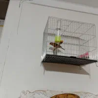 قناری نروماده سبز سوخته|پرنده|محمدیه-قزوین, |دیوار